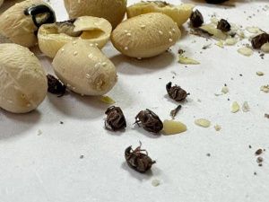 В Якутске на фруктово-овощных базах продавали заражённую растительную продукцию