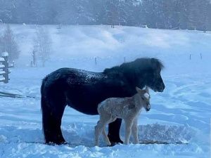 В Оймяконском районе 72-летний пенсионер убил жеребенка