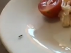 Видеофакт: В одном из ресторанов Якутска посетительнице подали блюдо с тараканом