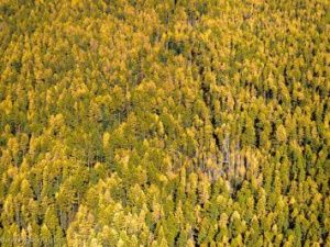 В Якутии официально завершился пожароопасный сезон