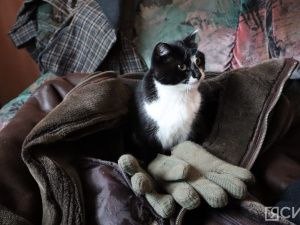 Лошади клуба «Золотая подкова» в Мархе могут не пережить эту зиму