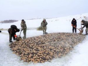 В Чурапче мужчины собрали мальчишек и отвезли их на национальную рыбалку — мунха