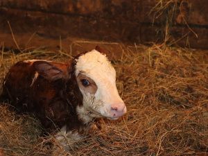 В «Полюсе Холода» родился телёнок Арктика