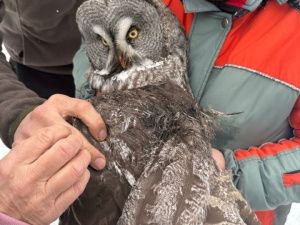 На трассе «Колыма» неравнодушные якутяне спасли сову с переломом крыла