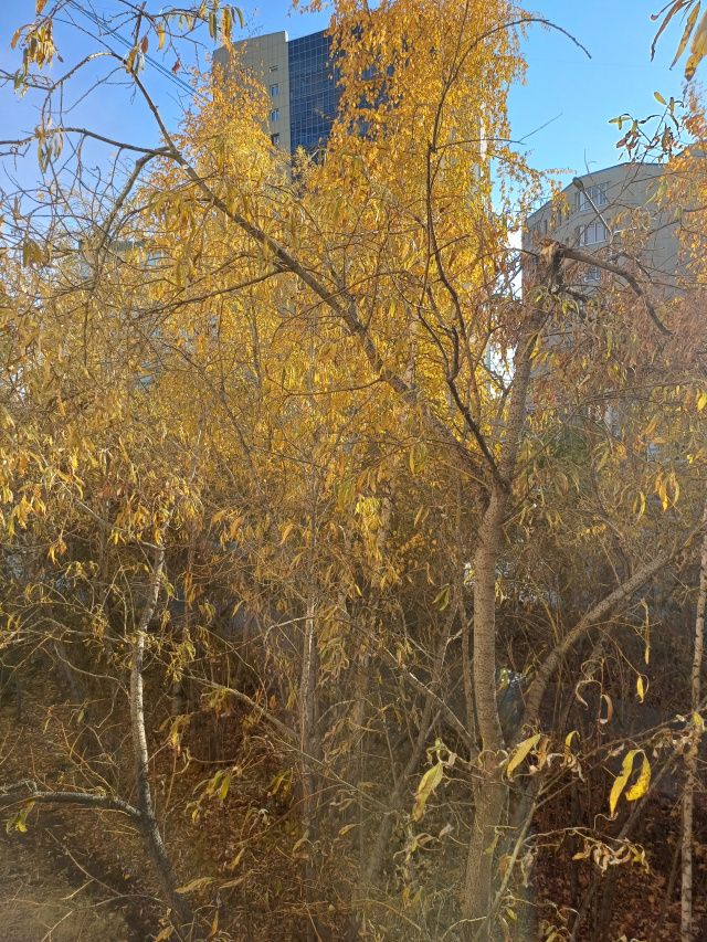 Сегодня солнечная, осенняя погода: +15°