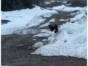 Полиция Якутии установила вахтовиков, взорвавших медведя  