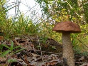 Прогноз погоды в Якутске на понедельник, 19 августа