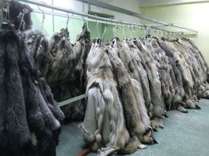 Бывший и.о. гендиректора АО «ФАПК «Сахабулт» обвинен в сокрытии более 4,2 млн рублей