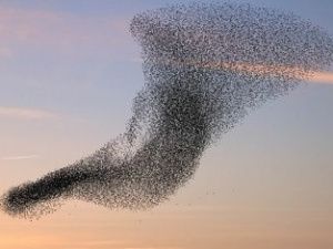 Танец скворцов заставил якутян порассуждать о единстве