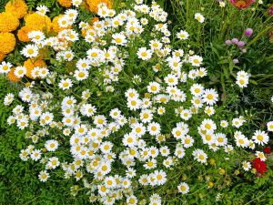 Награждение победителей конкурса "Зеленый кубок столицы 2025" прошло в Парке Победы