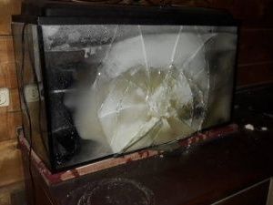 Жительница Якутска жила без отопления в 40-градусный мороз.  Женщину согревали семь собак