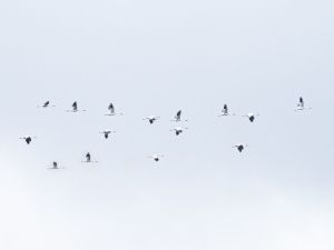 Якутские учёные зафиксировали осенний пролёт рекордного количества краснокнижных стерхов