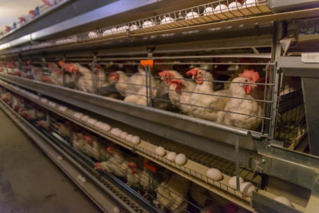 Дело о банкротстве Нерюнгринской птицефабрики вновь возобновлено