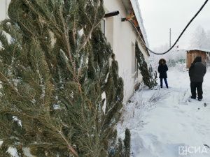 «Пышные или миниатюрные»: в Якутске началась продажа живых елей и сосен к Новому году