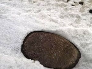 Мэрия Якутска:  Трупы девяти лошадей, вмерзших в лёд на озере в районе СОТ «Птицевод» будут убраны