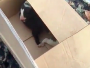 В Якутии щенков выбрасывают на свалки, обрекая на мучительную смерть