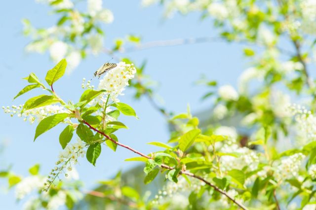 В ботсаду прошла Черемуховая суббота, следующая — Яблоневая