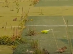 В Якутске попугай выбрался на свободу и "гуляет" с воробьями