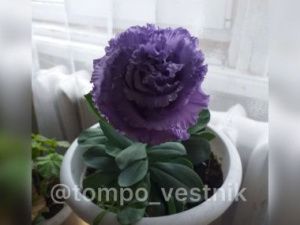 У заботливых хозяек на Крайнем Севере растут удивительные цветы