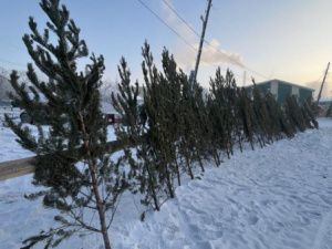 Продажа живых елок в Якутске начнется в субботу