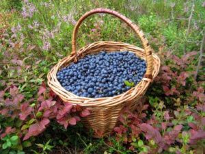 Минэкологии опровергло информацию о «налоге» за сбор ягод