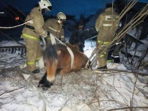Пожарные в селе Сунтар спасли лошадь из выгребной ямы