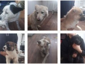 Наибольшее количество заявок на отлов безнадзорных животных зафиксировано в Гагаринском округе