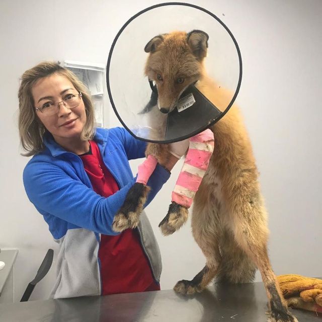 Зоозащитники спасли лису, угодившую в капкан на Зеленом лугу