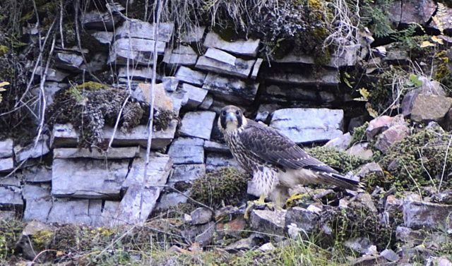 Погода в республике и Якутске 7 августа