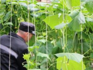 В исправительной колонии №7 собрали более 600 килограммов свежих огурцов