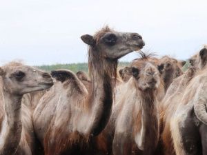 На Колыме комары достают и людей, и животных