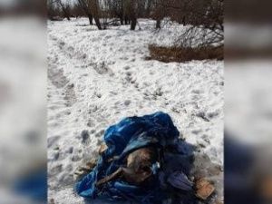 Минэкологии: гибель косуль на Зеленом лугу произошла в результате истощения