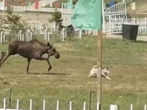 Жители Чурапчи посчитали появление лося в селе знаком свыше и благосклонностью Байаная