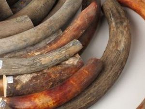 Контрабанда бивней мамонта в Казахстан на миллионы рублей