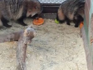 В зоопарке "Орто Дойду" опровергли информацию об умерших на глазах посетителей животных  