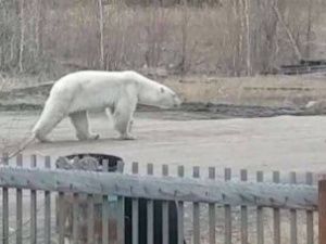 Гуляющего по поселку Джебарики-Хая белого медведя доставят в Якутск
