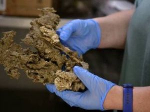 Из зубов якутских и чукотских мамонтов возрастом в 1,2 миллиона лет удалось извлечь ДНК