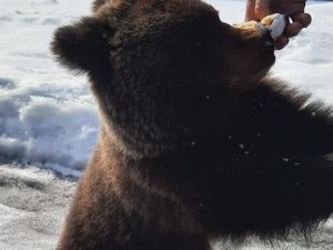 Осиротевший медвежонок спасен!