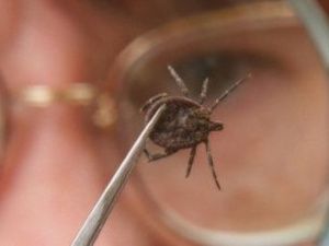 Нургалиев и Бибилов: Грузия заражает Россию мраморным клопом