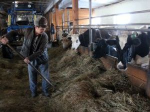 В Якутии 172 хозяйства получили поддержку по программе финансового оздоровления скотоводческих хозяйств в 2022 году