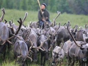 Айсен Николаев учредил День оленевода в Республике Саха (Якутия)