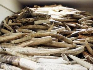 Миллиардные потоки от добычи бивней мамонта идут мимо бюджета Якутии