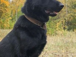 В Якутии легендарный служебный пес Арес уходит на пенсию и нужна передержка: Десятки раскрытых преступлений и поиск пропавших людей