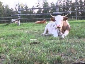 Якутия впервые отметит День сайылыка