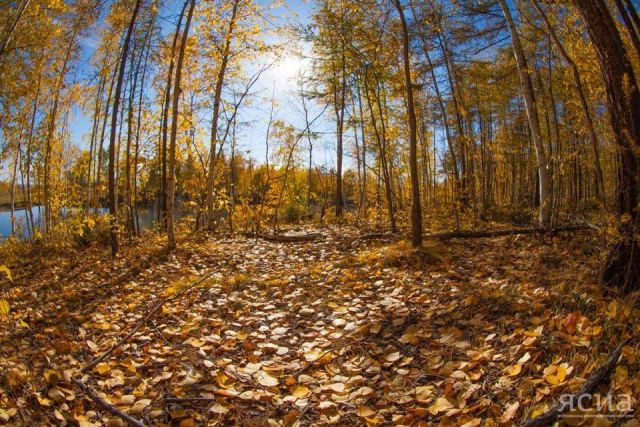 Последний этап кубка по трейлраннингу «Таёжные дебри» пройдёт на Чочур Муране