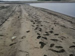 Река Лена катастрофически обмелела и стала похожа на ручей