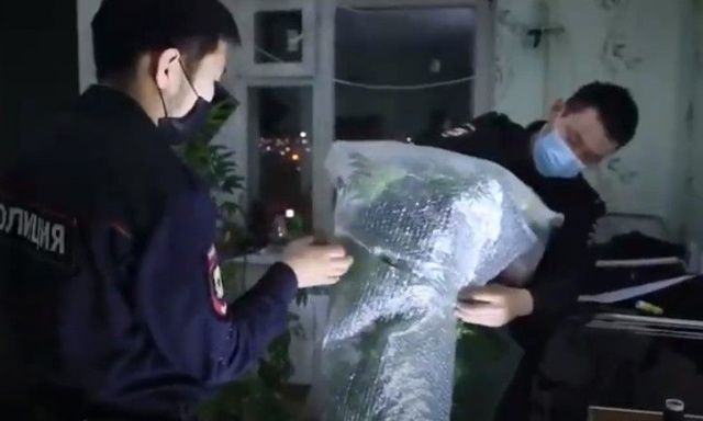 Житель Якутска внутри шкафа для одежды вырастил кусты конопли