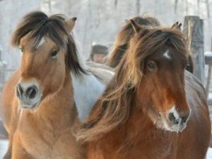 Ветеринары Якутии рассказали о причинах гибели лошадей в Нюрбинском районе