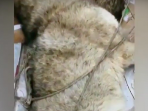 Видеофакт: В Якутии охотник добыл двух серых хищников