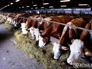 Бюджет Якутии на сельское хозяйство впервые превысил 15 миллиардов рублей